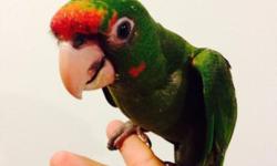 I have one large baby mitred conure. This is bigger than other conures and much smarter. This conure can talk and will talk very well. He is also one of the friendliest birds I've raised. Will go to anyone and will not even consider biting. Loves