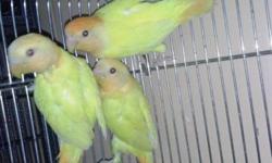 I have three baby Opaline don't bite ready for a new home 125 each orange head 631-889-6422 about 3 to 4 months old the last picture is what it going to look like when it gets older