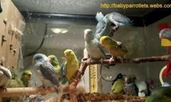 Weaned, hand tame, sweet babies Parrotlets with Leg band & Hatch Certificate. Ideal for condos or Apartment living,beautiful color, healthy, tame with a lot of personality, quiet called "Apartment birds".
They may to learn up to 15 words when trained,