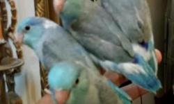 Handfed/ tame sweet babies Parrotlets with Leg band & Hatch Certificate.Ideal for condos or Apartment living,beautiful color, healthy, tame with a lot of personality, quiet called "Apartment birds".
They may to learn up to 15 words when trained, learn to