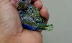 Parrotlets with Leg band & Hatch Certificate. Tame/ sweet / handfed. Ideal for condos or Apartment living,beautiful color, healthy, tame with a lot of personality, capable of speech, quiet called "Apartment birds", Giving support and wings clipped if u
