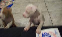 BABY PIT BULLS FOR SALE PICK THE ONE YOU WANT NOW THEY ARE 250 THERE IS A DEPOSIT OF 50. TO HOLD THE ONE YOU WANT THE DEPOSIT IS NOT REFUNDABLE THERE ARE PICTURES THERE IS NO MALE S LEFT 1 FEMALES IF YOU ARE INTERRESTED CALL 607 2397020 THEY HAVE 1ST SHOT