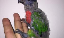 I have one baby blue mountain rainbow lorikeet / Lory. He is now 9 weeks old. Almost fully feathered. Eating formula 2-3 times a day and also fruits. Asking $600. Very friendly. Will be a great talker.
Contact me via email text or call 516-418-6481
