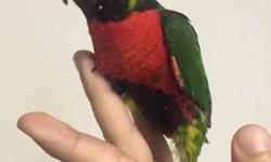 I have one baby blue mountain lorikeet available. Asking $600. He (not sexed) is super friendly. Loves to be held to, talked to and whistled to. Almost done with formula. Will talk well
Contact me via email call or text 516-418-6481