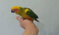 Hi I have a few baby Sun Conures for sale, they are 4-6 weeks old and are required to be handfeed 2-3 times a day. They are on a SPECIAL SALE of $275 until February 15! $350 after February 15. I will provide you with a week worth of food and a syringe to