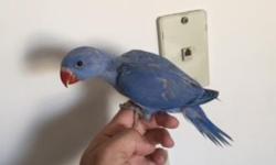 I have one baby violet ringneck available and also one baby violet-turquoise ringneck. They colors on these babies is amazing. I believe the Violet is a male and the violet-turquoise is a female. They are from different parents. Asking $700 each or buy