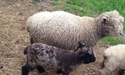 I have two ewe lambs available a solid black bottle raised ewe lamb very sweet, NABSSAR registered, $500. Rare speckled ewe lamb dam raised $1000, or $1300 for the pair.