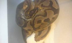 Hi selling my small collection
Bumble bee male
Bumble bee female
Two normal females
Enchi male
Pied male