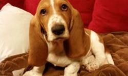 Bonus: Potty trained
Reputable breeder with references seeks responsable guardian for well bred basset hound puppy. Female 16 weeks, vet checked, shots, dewormed. Parents champions in show and field. Akc registered.