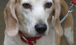 Beagle - Casey - Medium - Adult - Female - Dog
(No. 789) I'm called Casey. I'm a 6 year old tri-colored female beagle. I have a problem with epilepsy but otherwise I seem to be a healthy girl. I'm housebroken and came to the shelter already spayed. I'd