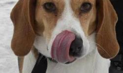 Beagle - Flake - Medium - Adult - Female - Dog
Flake is a beautiful, 4 year old beagle. She is sweet and lovable and she loves to go for walks. Flake is a well behaved girl who takes treats very gently. This pretty pooch can't wait to go home!