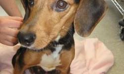 Beagle - Pixie - Small - Adult - Female - Dog
Meet Pixie - the pint-sized mamma. Pixie is a sweet adult female who is looking for a family to call her own. She recently had a litter puppies and has been busy nurturing and caring for them. Give a mamma a