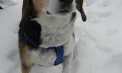 Beagle - Snoopers - Medium - Senior - Male - Dog
Snoopers is a very cute, 7 year old, neutered male beagle. He has the cutest freckles! Snoopers is a cheerful, outgoing little guy who loves to meet new friends!
CHARACTERISTICS:
Breed: Beagle
Size: Medium