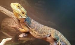 I have a few Bearded dragons available,
Baby beardies: $35-$40
1 juvenile citrus female $100 (semi-tame)
2 adult male & female pair (must go together) $250
All my beardies are healthy and friendly, good eaters and handled daily by my children and myself.