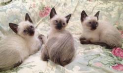 three girls just turned eight weeks old today. they come from the most attractive, healthy and docile parents. they're such beauties. we're located fifteen minutes north of the George Washington bridge in rockland county, new york. they're looking for
