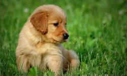 AKC limited registration. Beautiful Golden Puppies! We still have several left! You won't find a better family dog. Our puppies are raised in our home with other dogs, cats, and kids. Laid back personalities- and so gentle. Mom is a certified Canine Good