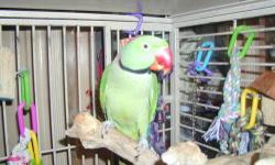 Re-homing 5 year old beautiful Alexandrine Parrot, His name is Baby, with work can become friendly, trained to come out of cage on perch. Likes to make sounds.Rings like a phone and barks like a small dog. He loves fresh fruits, veggies, mixed seed,