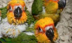 BEAUTIFUL SPRING BABIES......!
Lovely baby sun conures for sale.
10 week old......ready to go to their new home!! Kid friendly!!
Friendly, loving, sweet and tame.....$390
call or text 516 972-3860 (no shipping)
