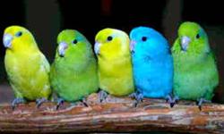 Parrotlets As Pets, Their Temperament, Health, Origin & More
10 - 14 cm / 4 - 5 Â½ inches
Life Expectancy: 12 - 20 years
About Parrotlet
Parrotlets are bold and inquisitive birds who bond with their owners quite easily. The seven species of Parrotlets are