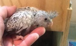 I have a wonderful Pearl Cockatiel, only 4 weeks old and very friendly. It's available for sale immediately, though you will have to continue to hand feed. This bird will make a great addition to any home.
The Cockatiel is available for pickup in Park