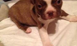 I have left 2 male red and white pure bred Boston Terriers born on November 12 ready to go January 7th they are doing well eating and drinking playing barking they will be wormed on schedule and seen by vet on December 24th they will also come with there