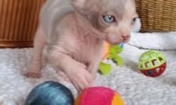 Available for reservation.Beautiful Canadian sphinx male kitten with wonderful personality.5 weeks old .Beautiful markings. Parents TICA register. TICA registration for the kitten available. For more INFO please call or text (917)3127781