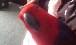 Female eclectus, totally tame and loves to cuddle, she is a great talker and talks in small sentences. A real lover!