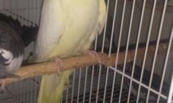 Beautiful Female Lutino Cockatiel for sale.. We are moving so cant take her with us... Just 60$ ... Very healthy and beautiful... For pickup in woodside queens...age is 1 year
2 months.... tamed ...email me if interested