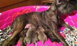 Thanks for looking at VESTA CANE CORSO ... THERE ARE ONLY FOUR BABIES LEFT 3 GIRLS & 1 BABY BOY!!!!!!
BORN ON THE 4TH OF JULY !!!! 3 BEAUTIFUL GIRLS AND 6 GORGEOUS BOYS ....BIG BRINDLES AND BLUE BRINDLES
MOMMY .. ZARAH CHYRON .. GARGANTO CANE CORSO .
AT 2