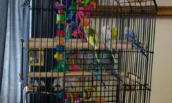 Hi! I'm a very sweet girl. I am 2 year old female. I love to talk and sing! I am very friendly. I like to sit on my owner's shoulders. I love giving kisses. I don't mind cats, dogs, or other birds. I come with my cage and a bunch of toys, including two