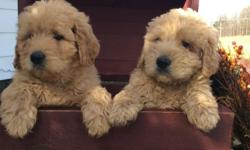 http://lovelydoodles.weebly.com/
These are beautiful Goldendoodle puppies! The parents are both here and will be very happy to meet you.
The puppies will be vet checked and have their first vaccination and a dewormer. You will get a health certificate