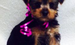 12 wk old male Morkie puppies ready for their forever home call for more info (607) 625-2422