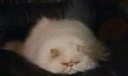 Hello! I have available to the right loving home, a lovely 2 year old cream point Himalayan Persian male. He is already neutered Am looking for a home that can give this boy a lot of attention - preferably to an older couple or single person, no other