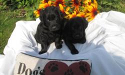 We have adorable 8 week old Labradoodle male/females puppies.
All black.
Mom on site . She is an AKC chocolate Lab
Dad is an AKC registered White poodle .
Puppies are working on potty training outside.
All shots are up to date.
Wormed every two weeks