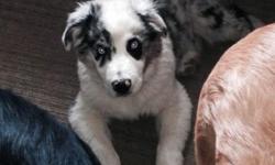 I have a 3 month old male blue Merle border collie pup my female had a litter and I kept him cause my daughter wanted me to keep him she said she wld pay attention and help take care of him well she hasn't yet done that she pays no attention to him I wld
