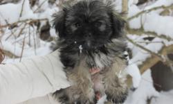 Sweet and beautiful Shih-Tzu/Chihuahua puppies looking for a new and forever home. There are 2 males left in the litter, the 2 females are now sold. They'll be about 6-7 pounds when full grown. Mom- 8 lbs., dad- 6lbs. Used to pets and children. UTD on