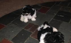 BEAUTIFUL SHIH-TZU/MALESE MIX FOR SALE NEED LOVING HOME . PARENTS ARE ON PREMISES
SERIOUS INQUIRIES PLS