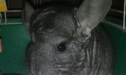 Charlie is a beautiful female chinchilla. She is approximately 2 years old. She is very friendly and playful.You cannot tell in these pics but she his black on her back not grey. You must know how to care for Chinchillas. Please call or text 914-494-1799