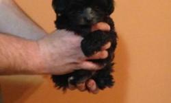 Beautiful Female pup Black turning Silver-dad is Silver poodle. Litterpan trained. Ready to leave 4/29. Delivery options available, or welcome to pick up. Guaranteed, vet checked. UTD on shots, wormed. Should mature 5-6 lbs. Pics available to text/email