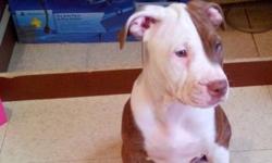Female
Tan / White Color.
Eye Color : Hazel
Has all her shots up to date *
Outgoing ,friendly ,sweet, playful
Great with children
PRICE IS $500 (NEGO)
$450 if you can pick her up TONIGHT OR TOM !***
QUEENS NY
I'm not a breeder , my dog had puppies .,