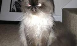 He is a beautiful cat, 1 and a half years old. He is not fixed, and does not spray.I bought him to breed with my female himalayan cat. My two females are not taking to him and being very mean, they hiss at him and chase him. He always has to hide and i