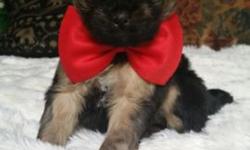 I have a litter of five beautiful Shi-Chi puppies (Shih-Tzu/Chihuahua) one male, four females for sale. They're used to other pets and children, and are very sweet and playful. Shots and deworming are UTD, will be ready for new home on April 30th. Mom's a