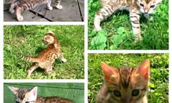 Summerville Bengals has 3 stunning Bengal kittens available! The first boy was born 4/21/13 and is ready for his new home!. He has a very wild head with small ears and nice full muzzle. He is brown/black spotted with rosettes and extreme contrast. The