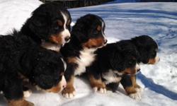 Bernese Mountain Puppies A.K.C Registered. They have their 1st set of shots and dewormed. They were born 1/31/15. 2 females and 3 males. They will be ready to go on 3/28/15. They are very playful with kids and very cute! There is a Rehoming fee. Please