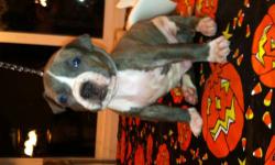 I HAVE SEVEN CUTE PITBULL PUPPIES FOR SALE. THEY ARE NOW ONLD ENOUGH AND READY FOR A NEW LOVING HOME. THEY HAVE THEIR FIRST SET OF SHOTS AND ALSO HAS BEEN DEWORMED.THESE PUPS ARE VERY ENRGETIC, PLAYFULL ,LOVING AND HEALTHY. WE DO NOT BREED FOR ANY ILLEGAL