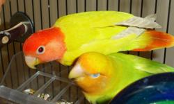 You'll love these healthy and nice looking lovebirds!!! They are very well taken care of. Some are very rare colors. Female lovebirds are also available. Proven pairs, some are ready to breed. If interested, please call Bob at 718-845-6382. Thank you!