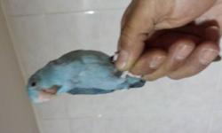 Blue parrotlets males and females, please call 347 359 6772 thanks.