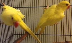 Hello,
I am re-homing my Ring Necks for an adoption fee.
Please contact for details.
Txt preferred. Thank you.
Sun Conure*Greencheek Conures*Amazon*Amazons*cage *cages