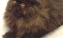 This is a Black Exotic Longhair boy, beautiful coat!! He is brother to the Blue-cream Exotic Shorthair girl that is also posted on here. He was born 12/19/13. If you can provide a great home, please contact me, thanks!