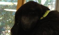 Waggly-tailed male black lab puppies available to loving homes after 7/28 when they go to the vets for their exam, first shots and worming. Their father is AKC registered and has a show and field champion pedigree. Their mother does not have AKC papers so